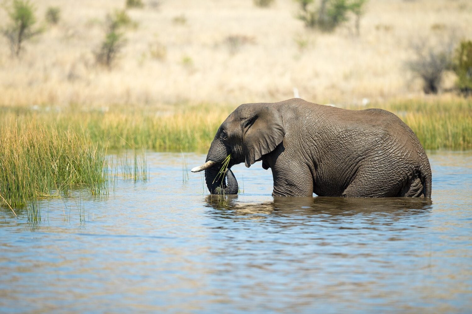 Pilanesberg National Park