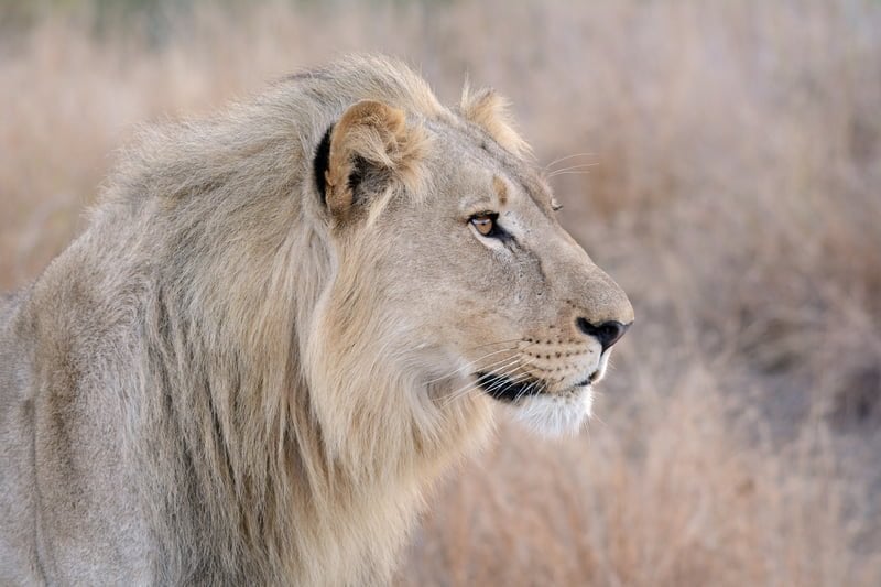 Pilanesberg National Park