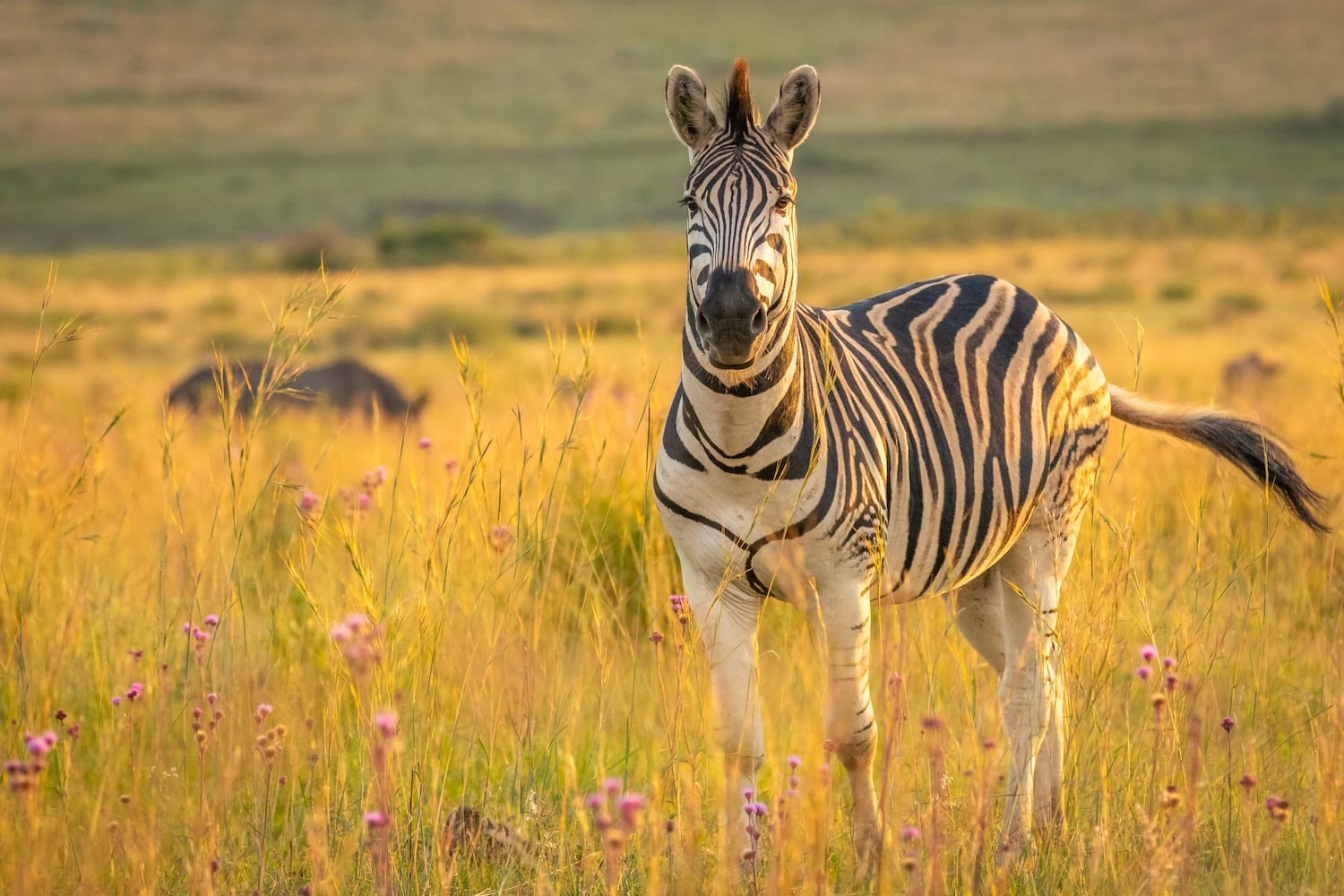 Welgevonden Game Reserve