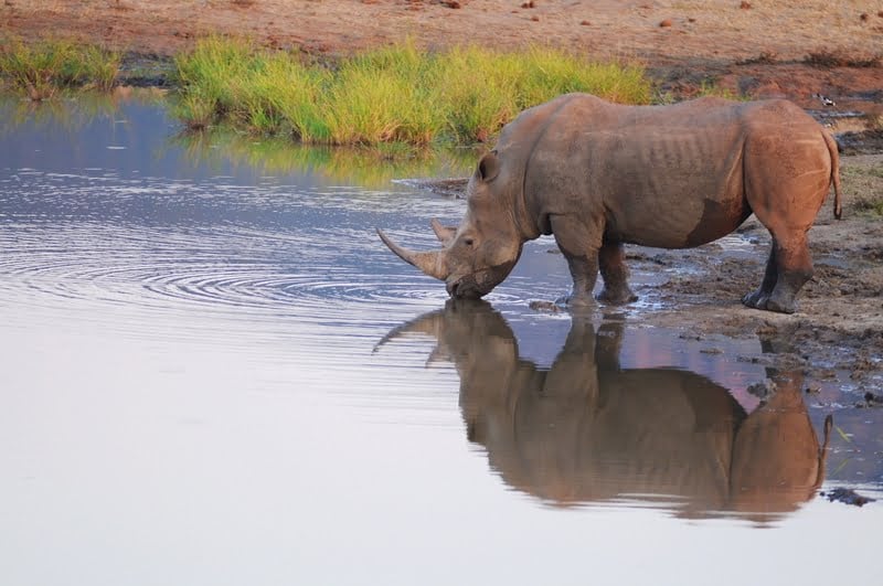 Madikwe 3-Day Safari