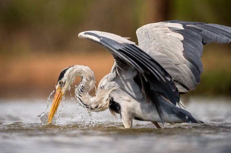 Madikwe 3-Day Safari