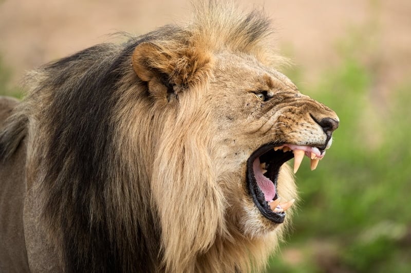 Madikwe 3-Day Safari