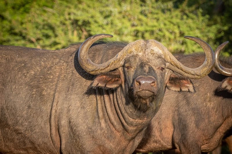 Madikwe 3-Day Safari