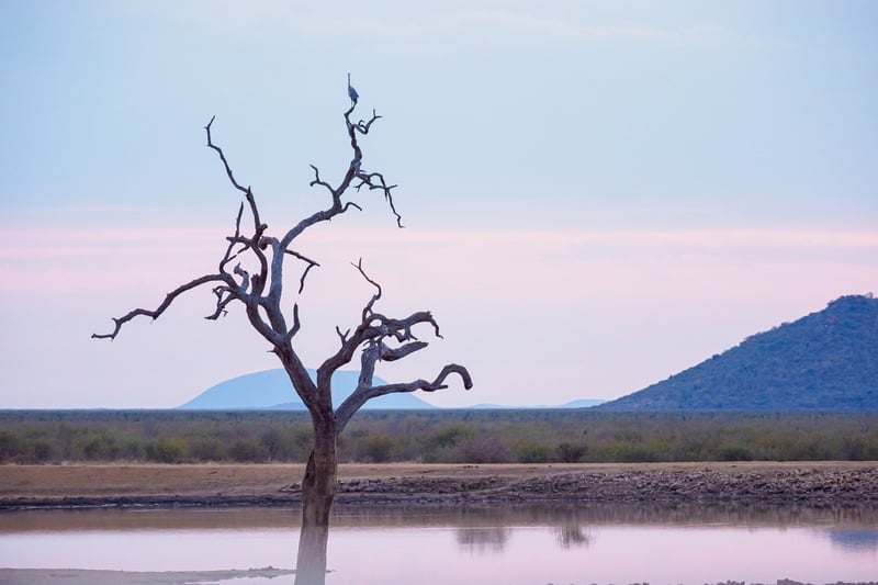 Madikwe Game Reserve