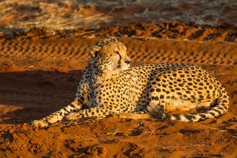 Madikwe Game Reserve