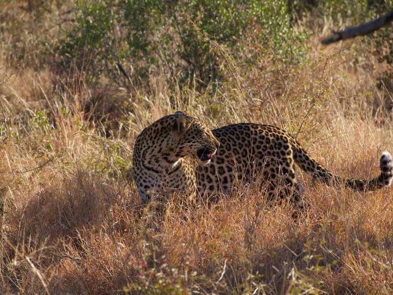 Madikwe 3-Day Safari