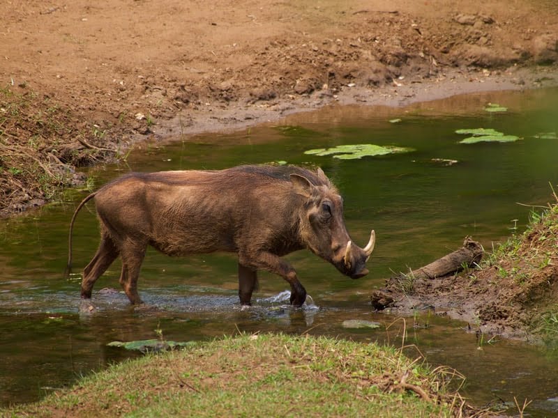 Madikwe Game Reserve