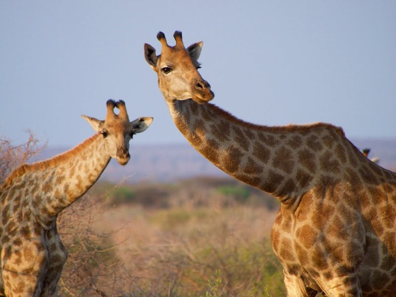 Madikwe 3-Day Safari