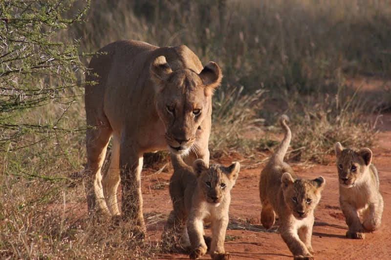 Madikwe 3-Day Safari