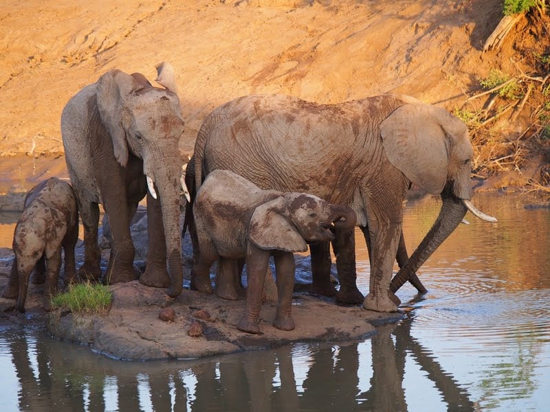 Madikwe 3-Day Safari