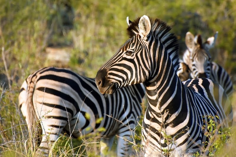 Madikwe 3-Day Safari