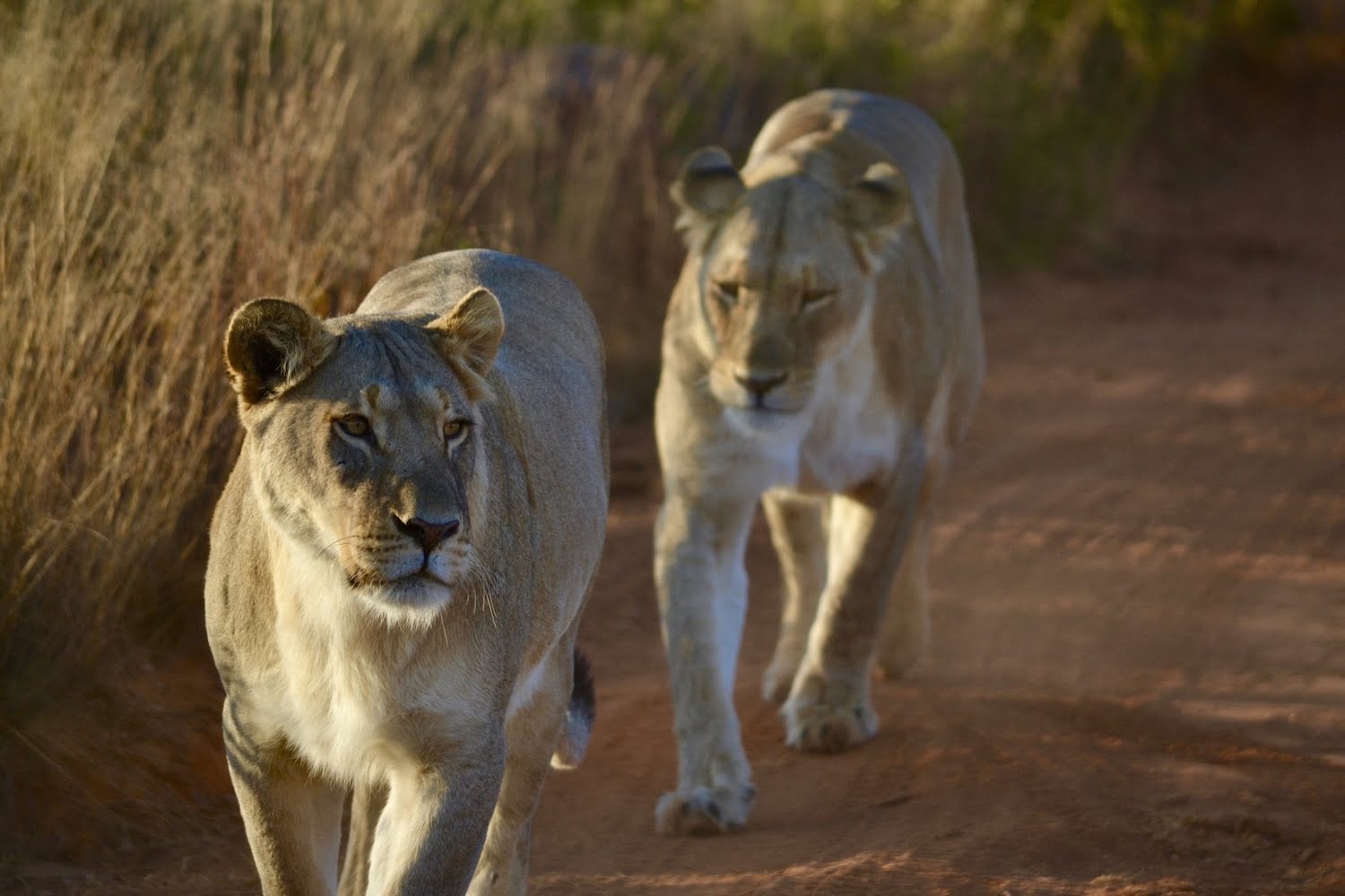 Welgevonden Game Reserve