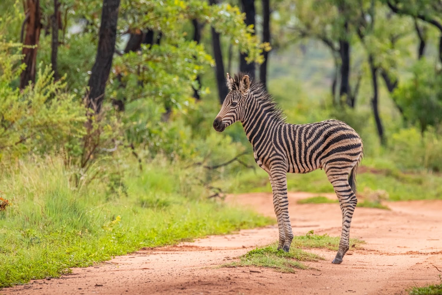 Welgevonden Game Reserve