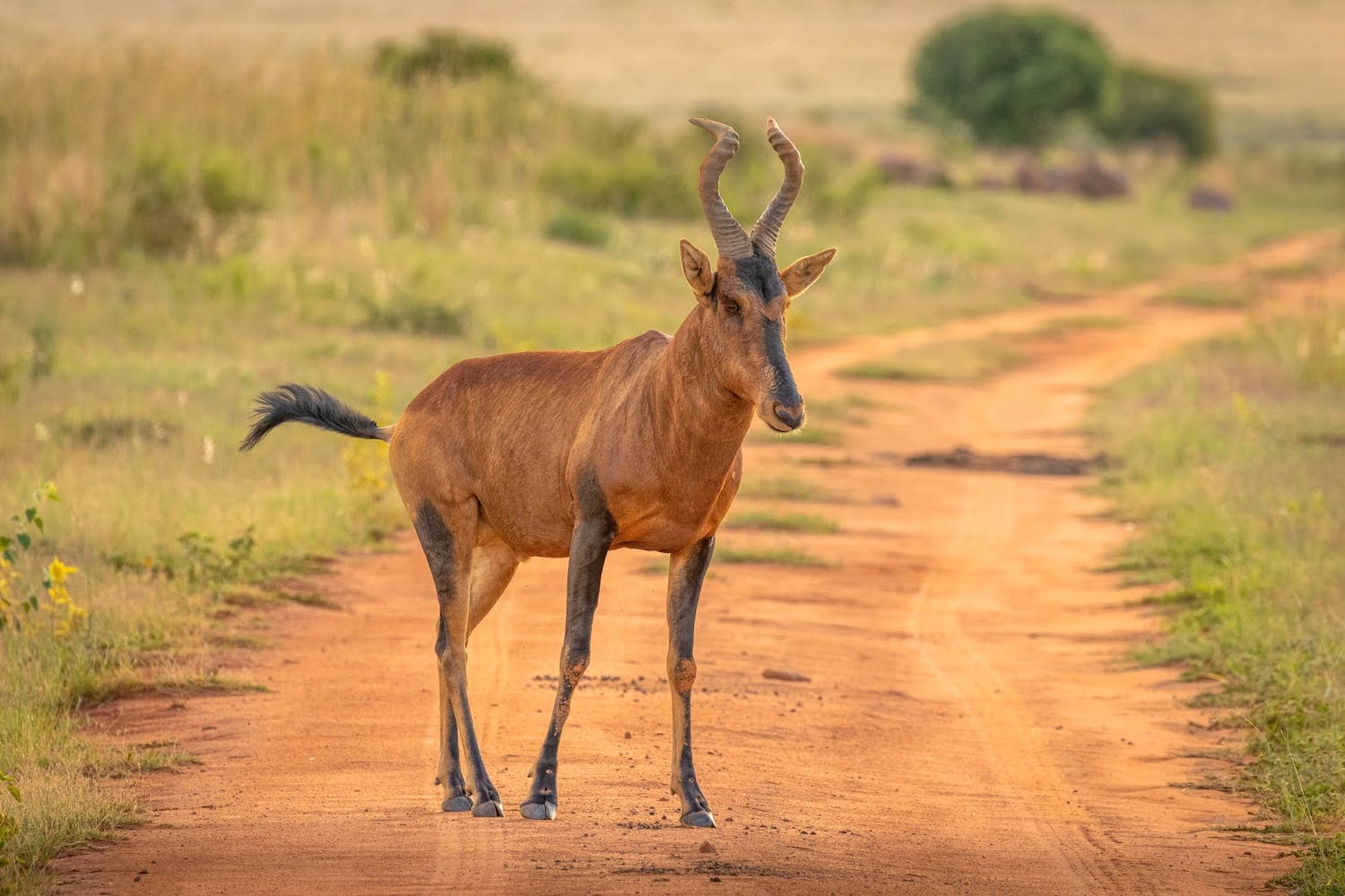 Welgevonden Game Reserve