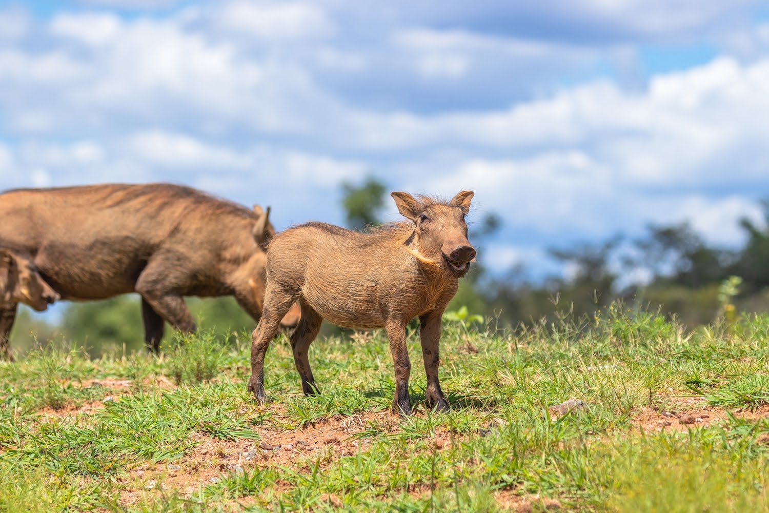 Welgevonden Game Reserve
