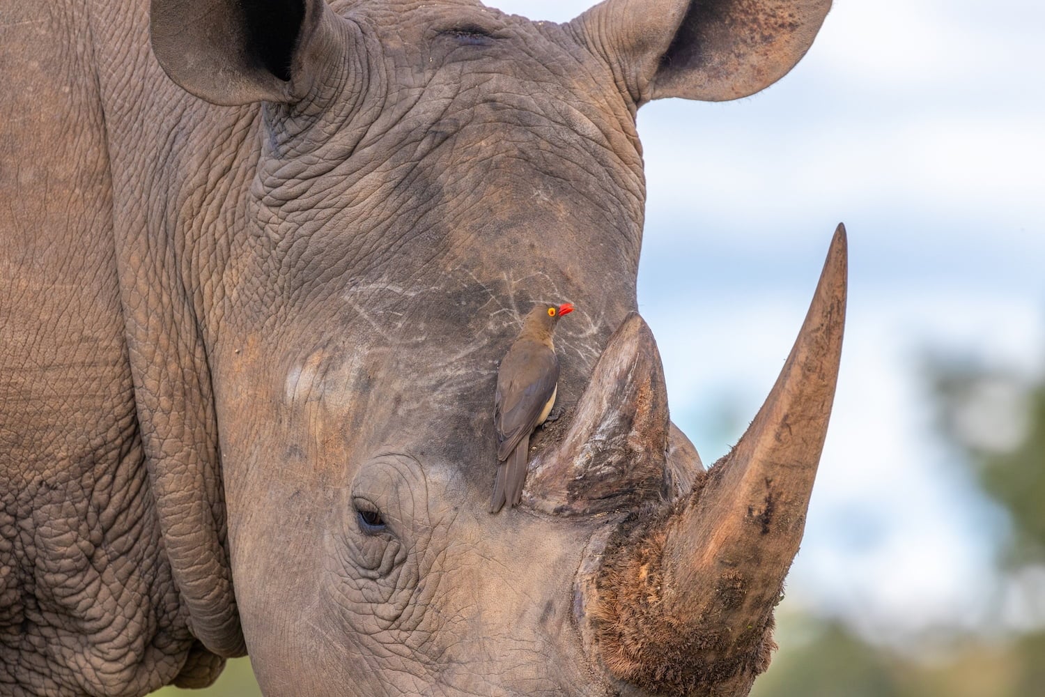 Welgevonden Game Reserve
