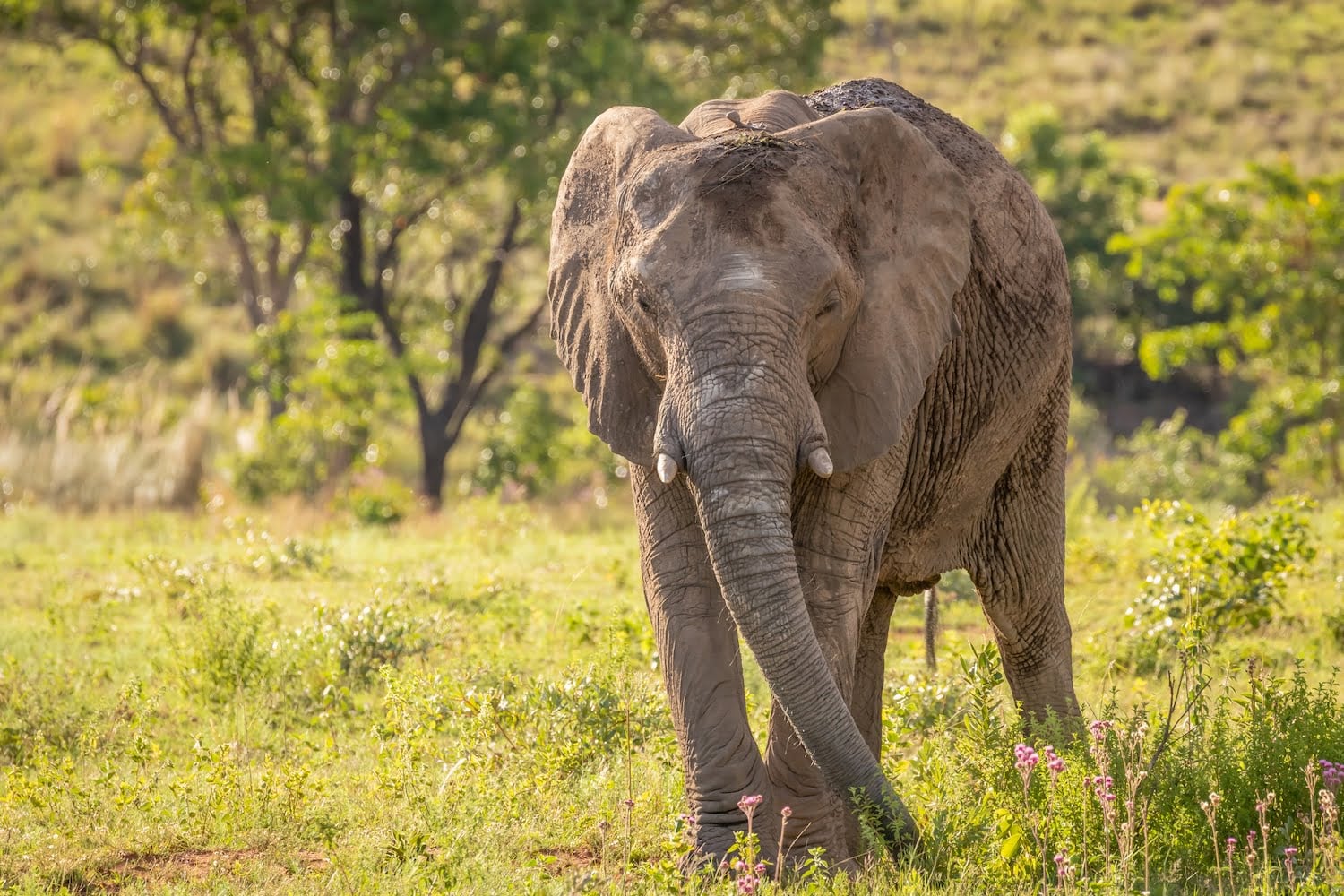 Welgevonden Game Reserve