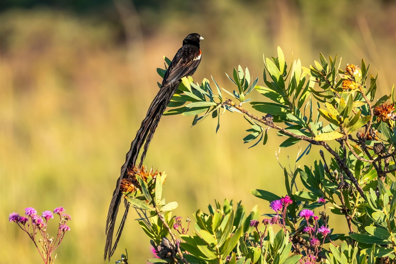 Welgevonden Game Reserve