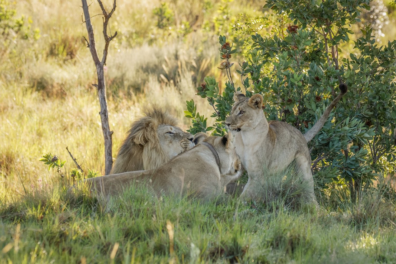 Welgevonden Game Reserve