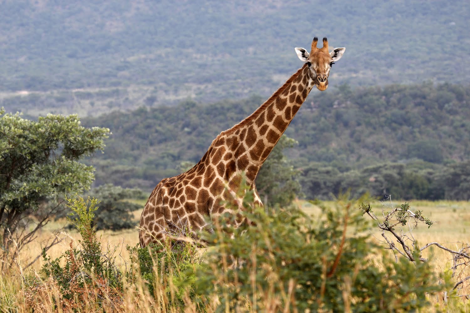 Welgevonden Game Reserve