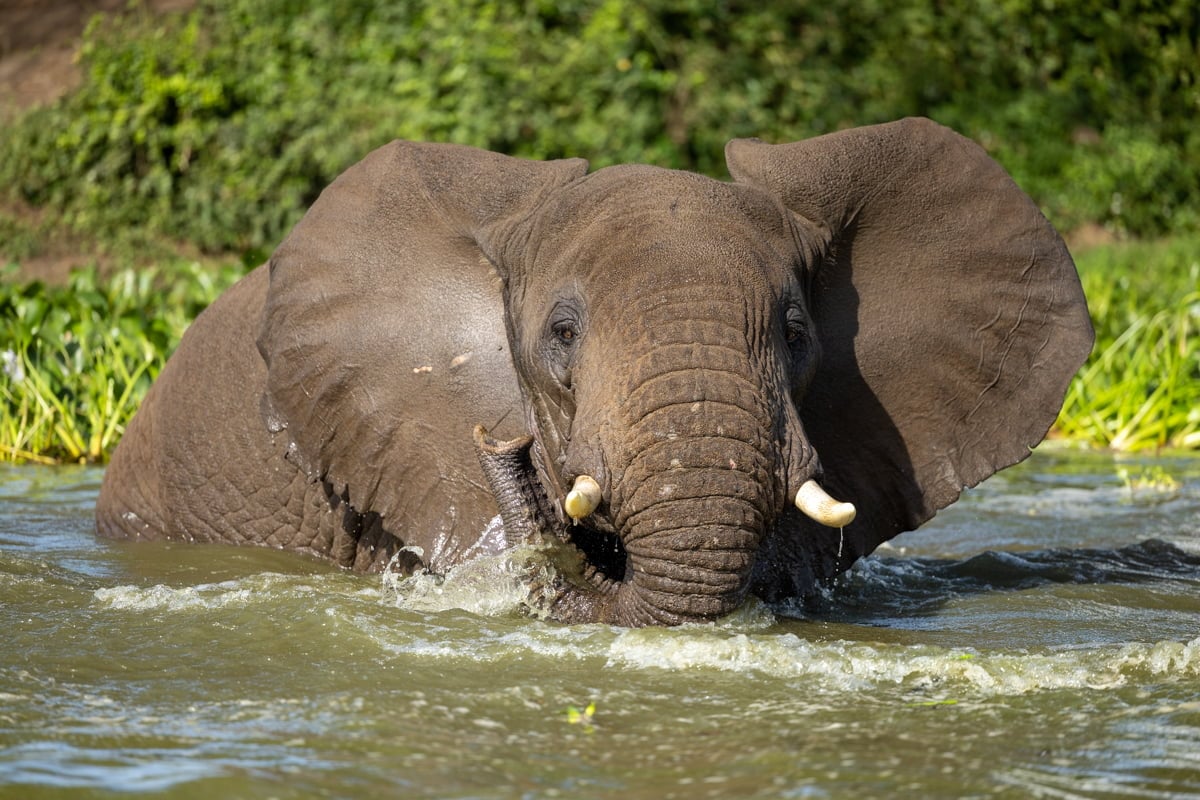 The Elephant