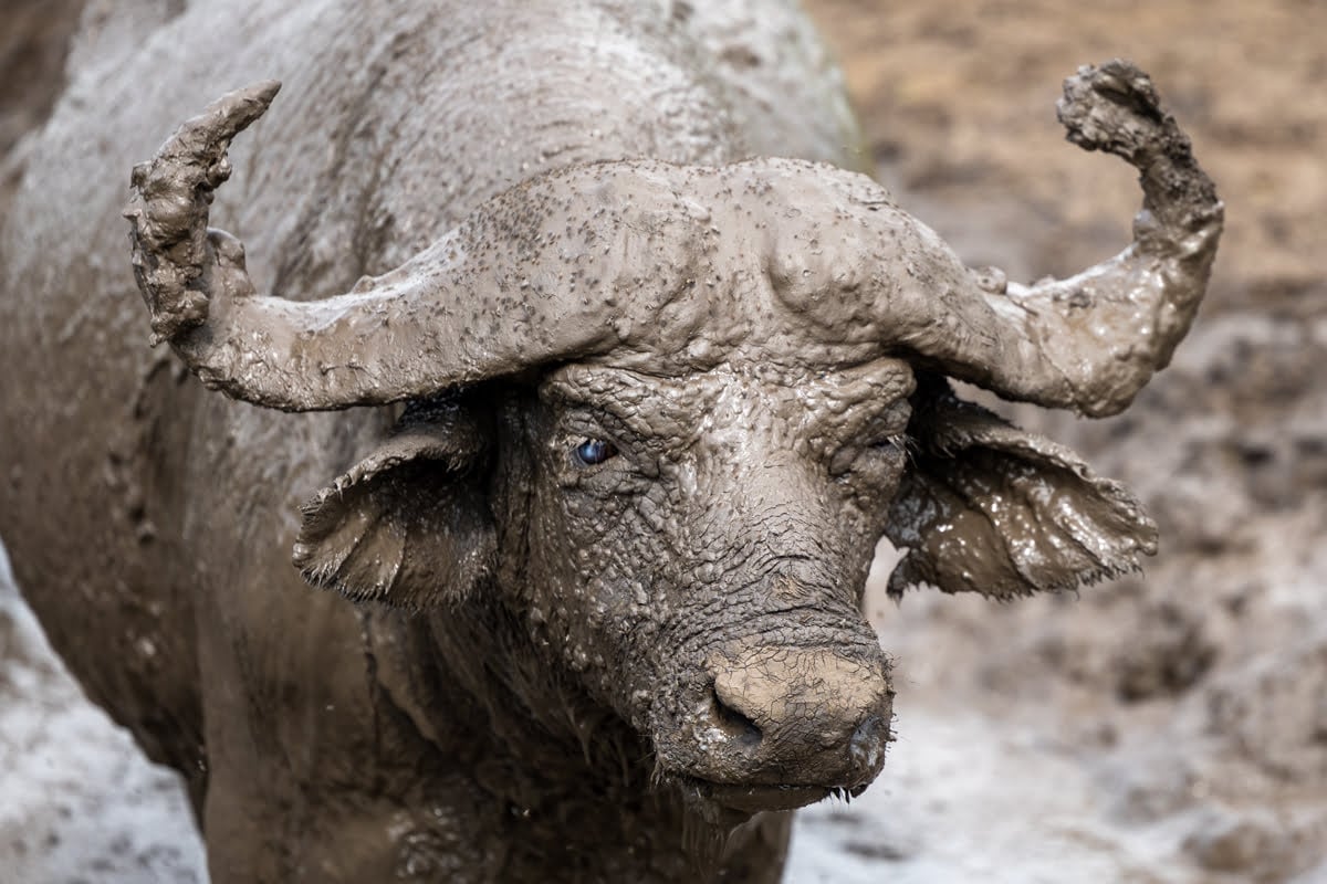 The Buffalo
