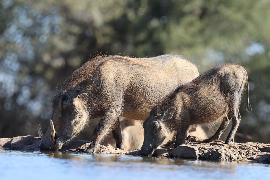 LAST WORD MADIKWE