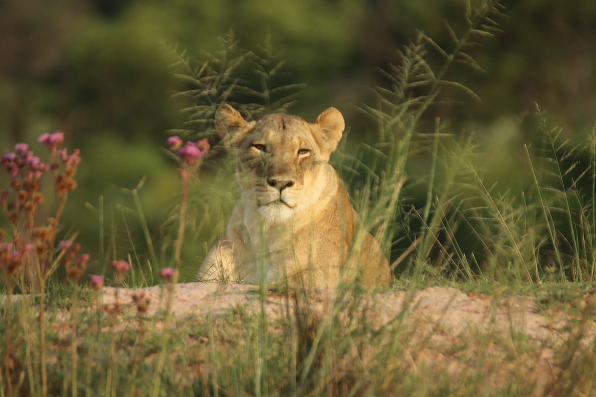 MORALA LODGE