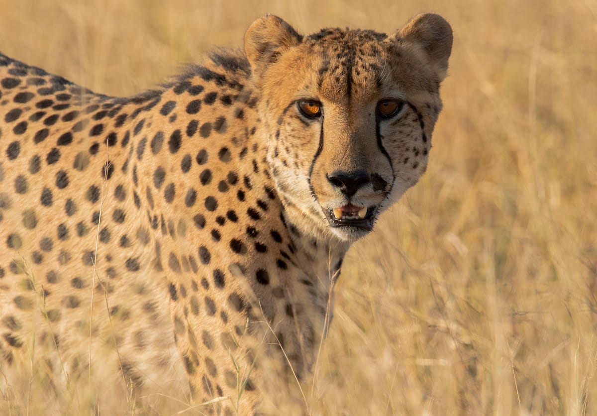 CHEETAH PLAINS
