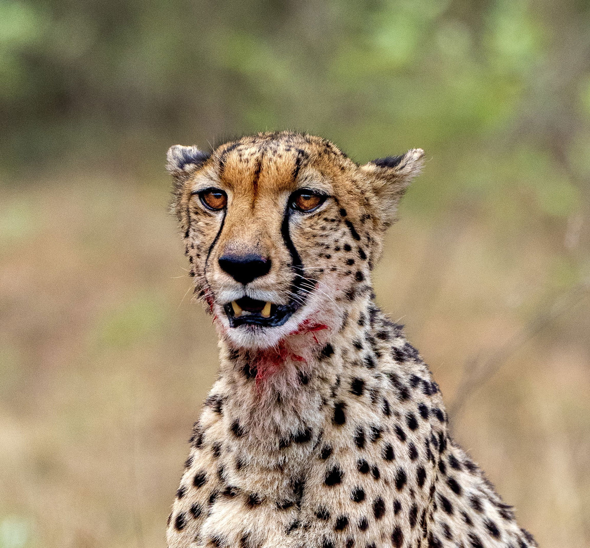 SEDIBA LUXURY SAFARI LODGE