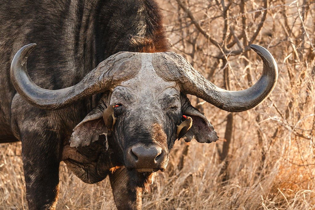 LAST WORD MADIKWE
