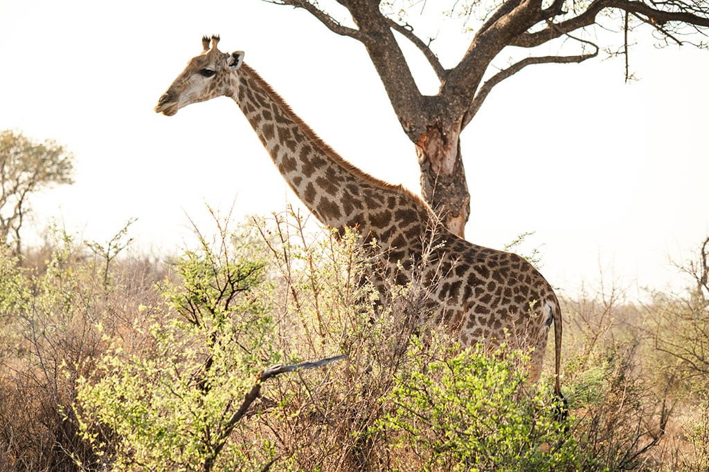 LAST WORD MADIKWE
