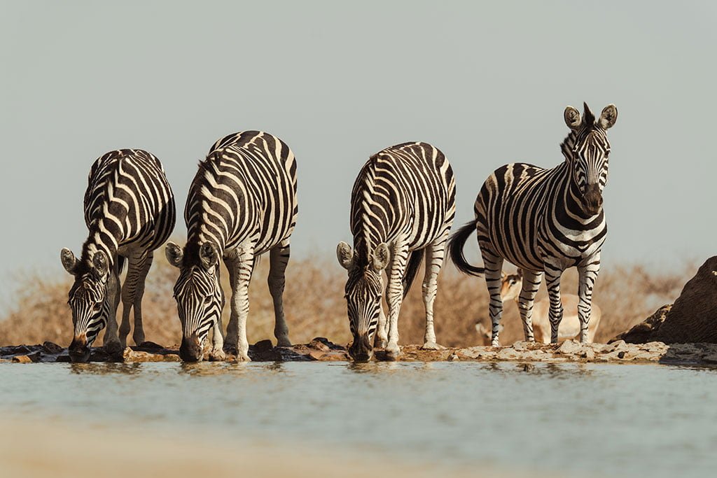 LAST WORD MADIKWE