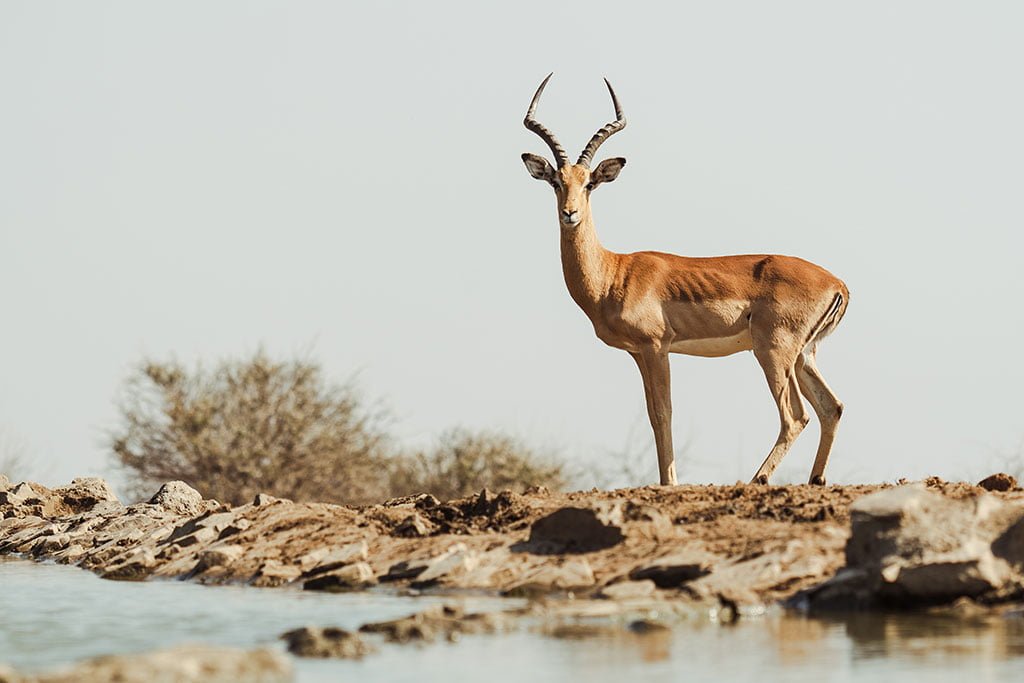 LAST WORD MADIKWE