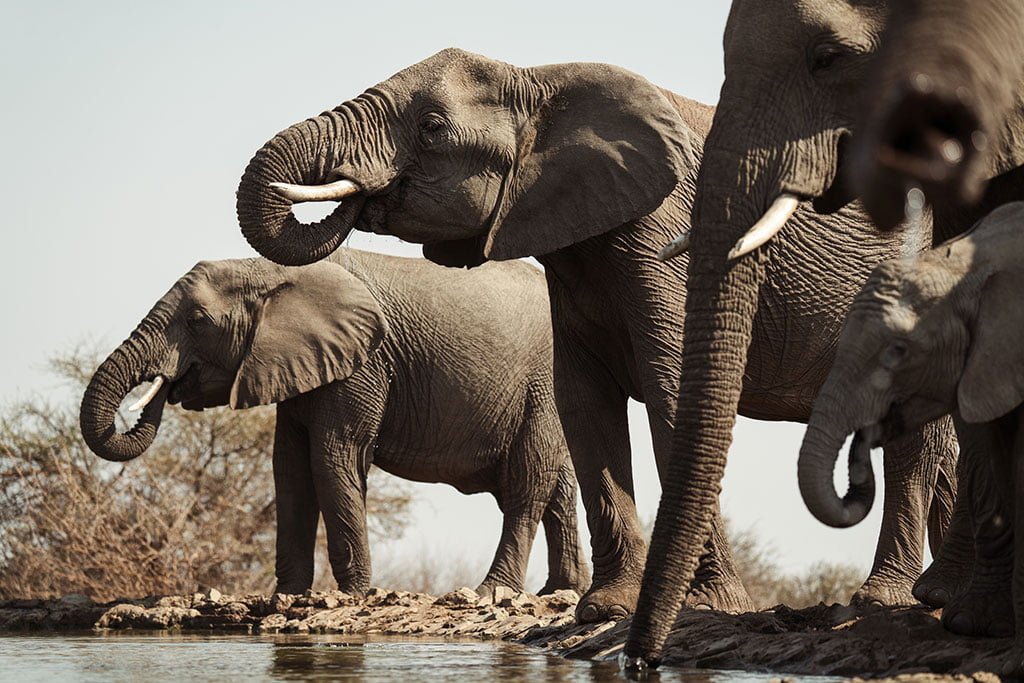 LAST WORD MADIKWE