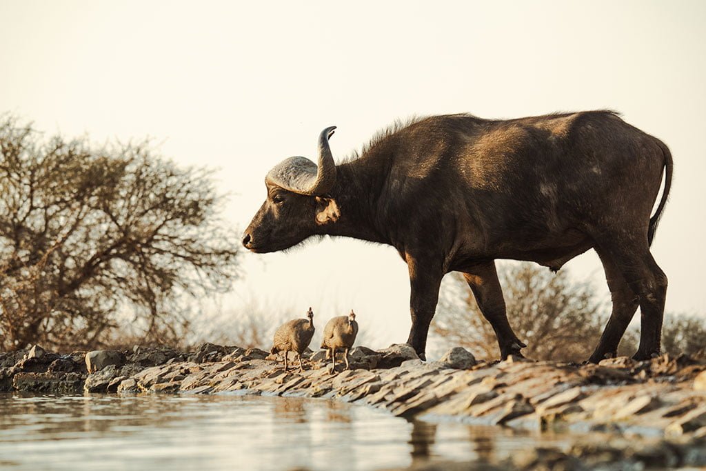 LAST WORD MADIKWE