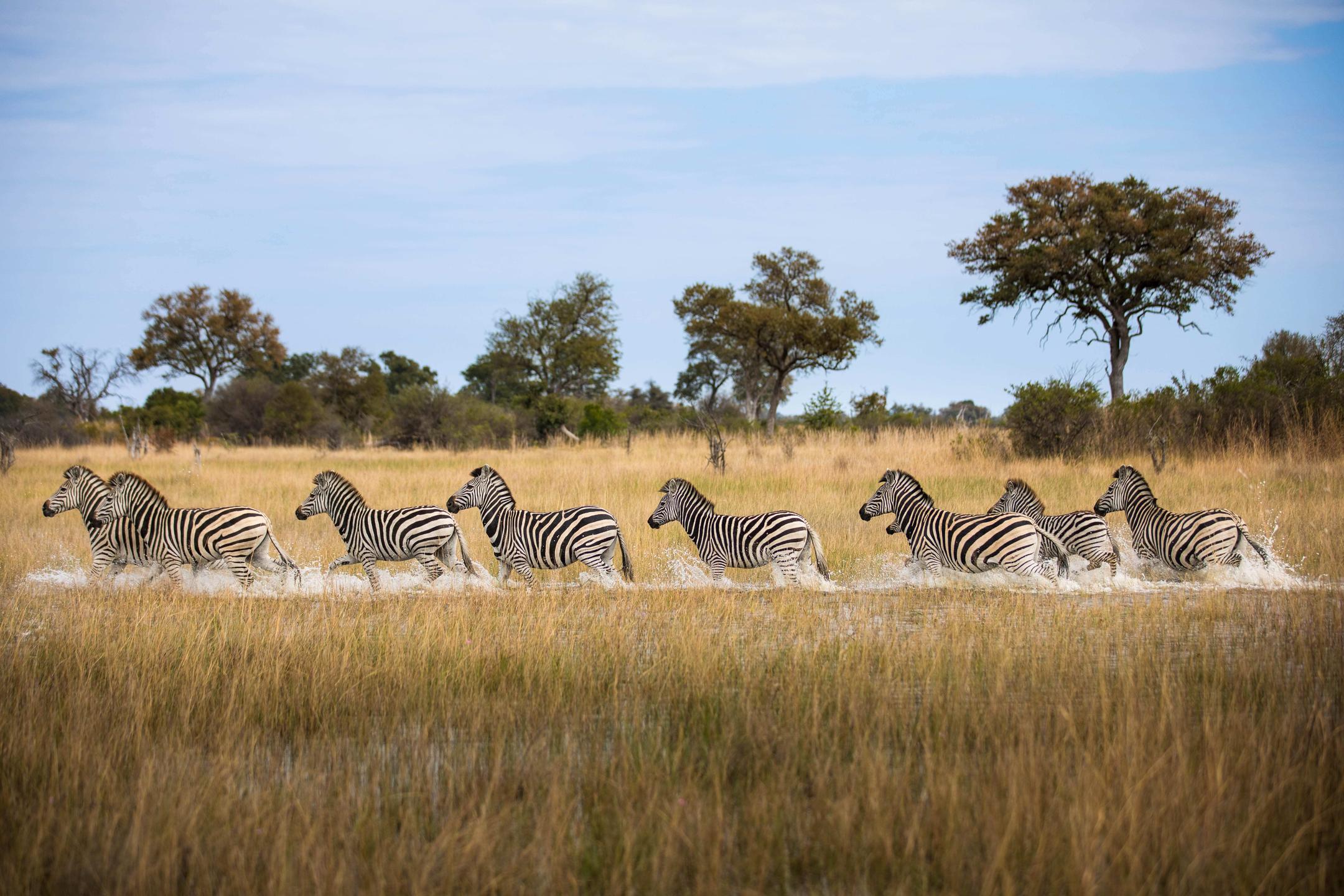OKAVANGO EXPLORERS