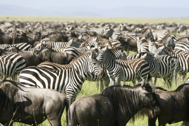 The Herds