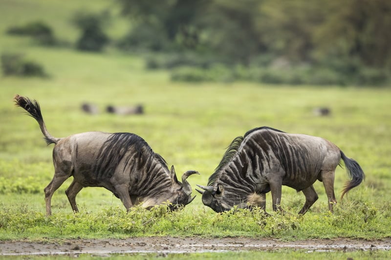 Rutting & Mating