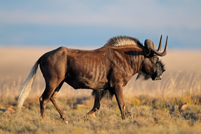 The Wildebeest