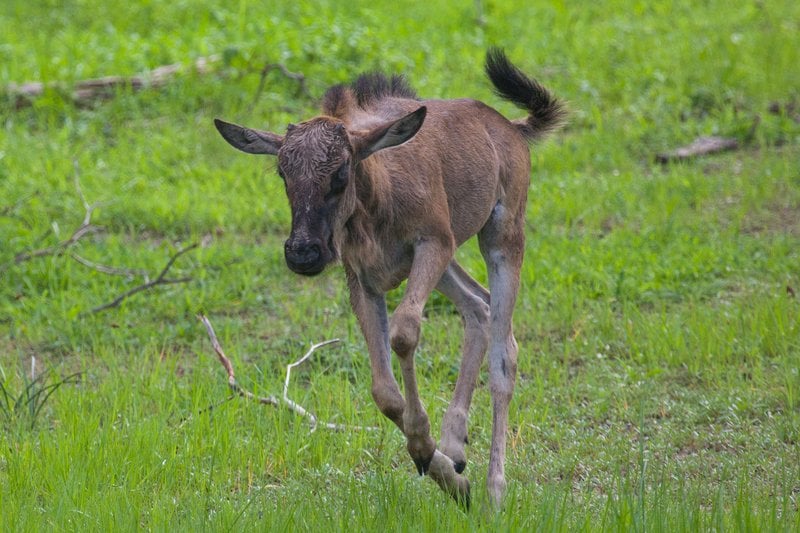 Calving