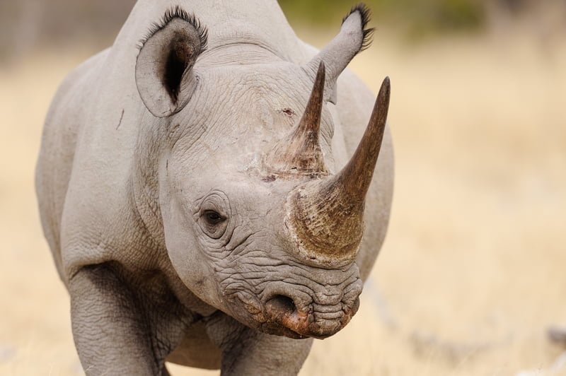 The Rhino