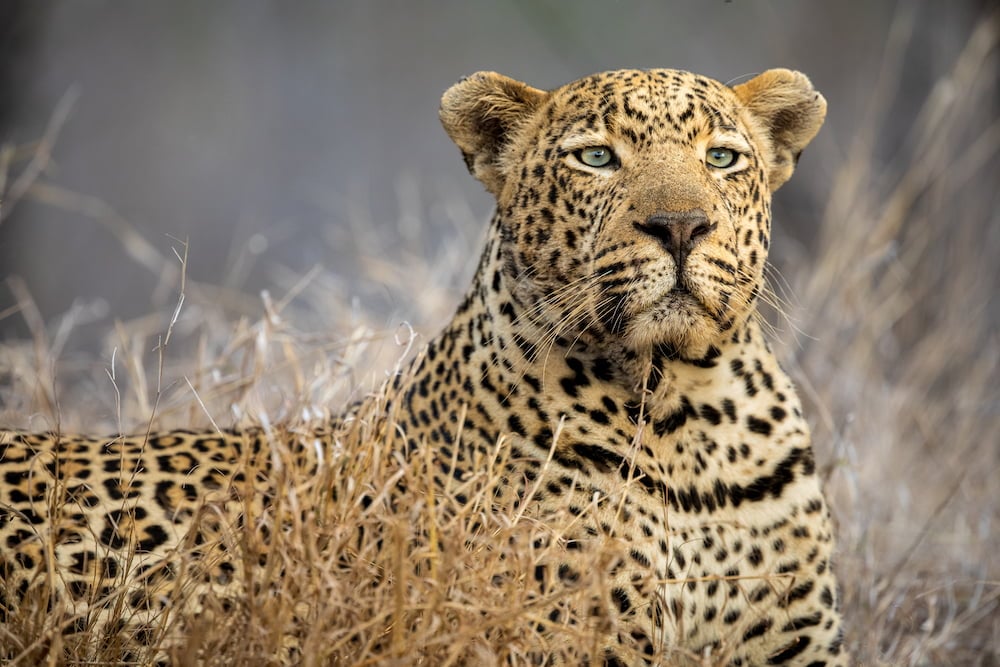 The Leopard