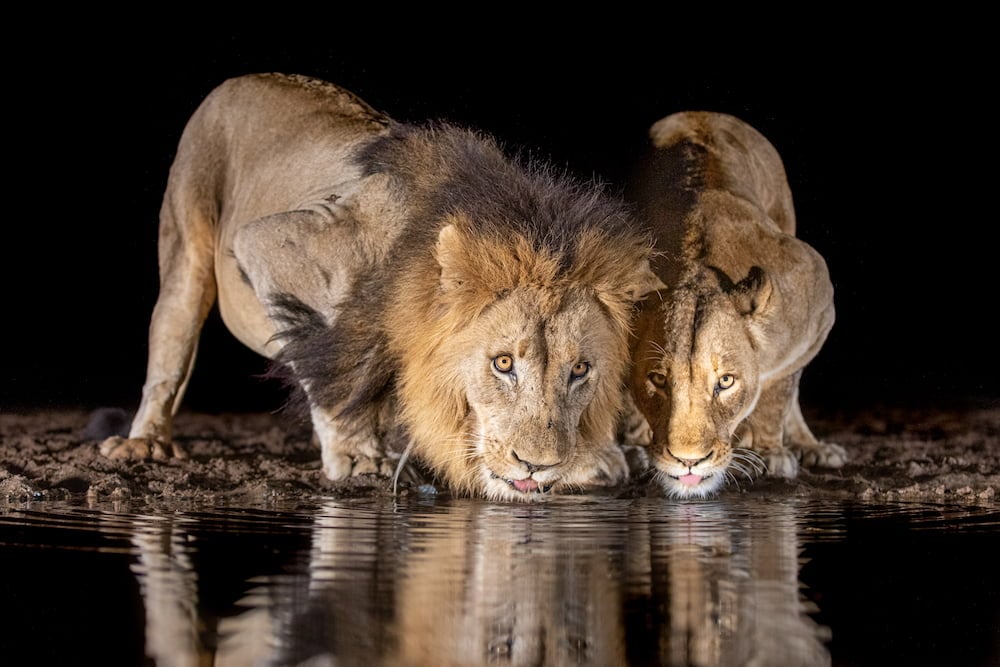 The Lion