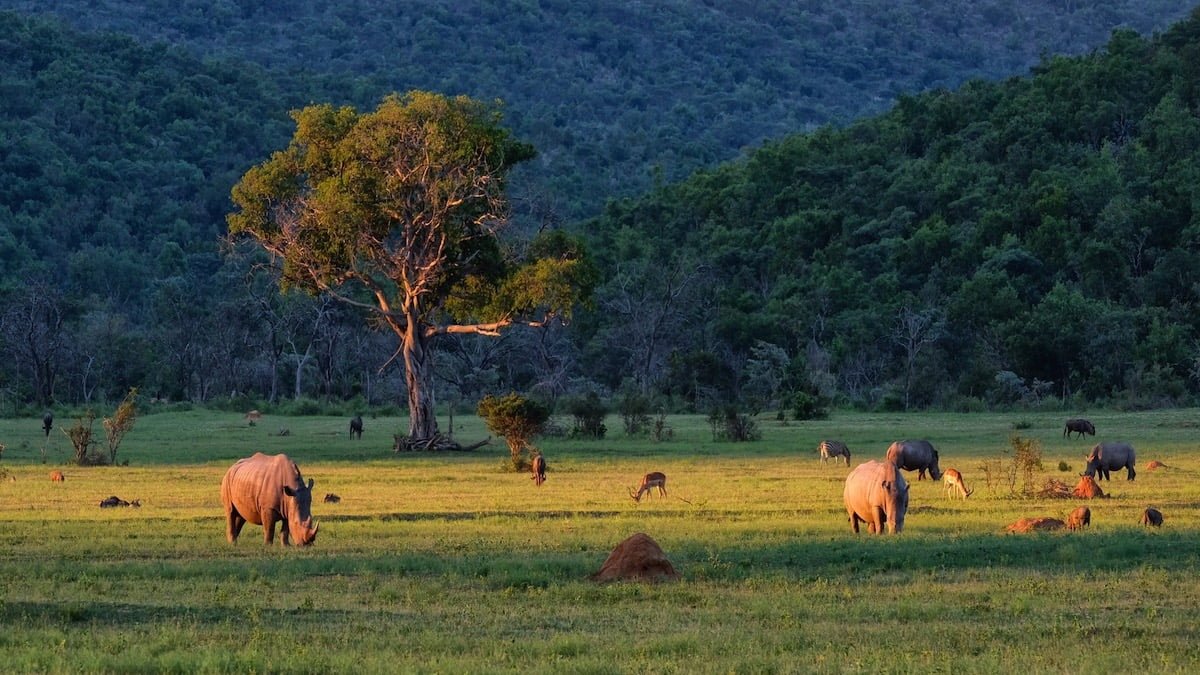 NUNGUBANE LODGE