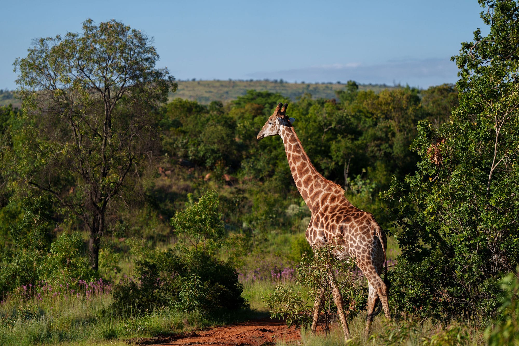 SEDIBA LUXURY SAFARI LODGE