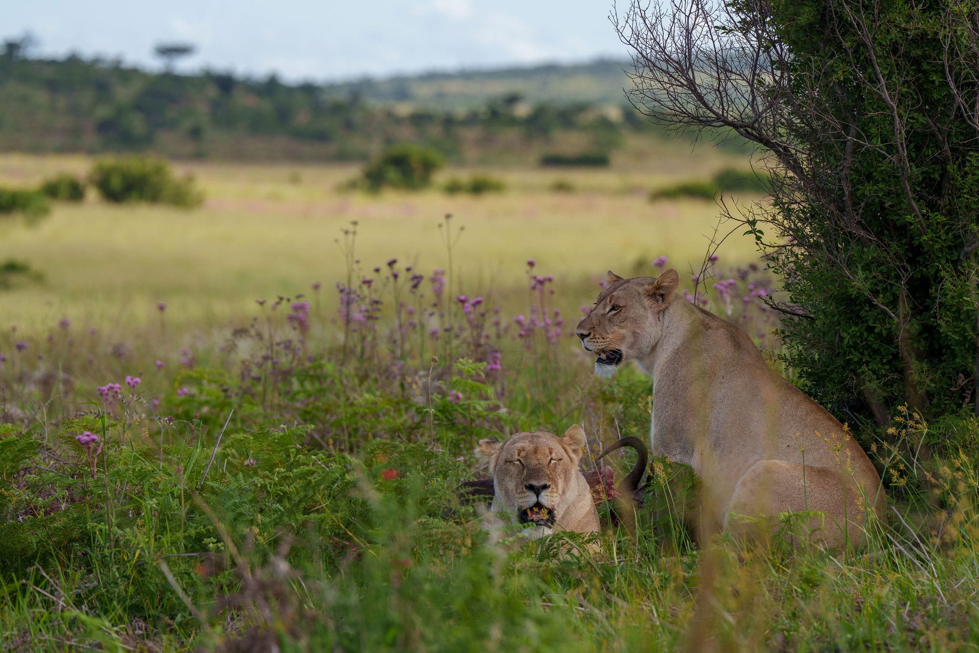 SEDIBA LUXURY SAFARI LODGE