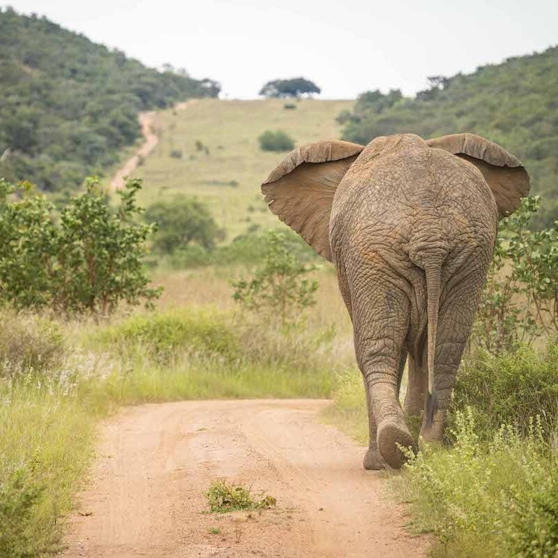 Welgevonden Game Reserve