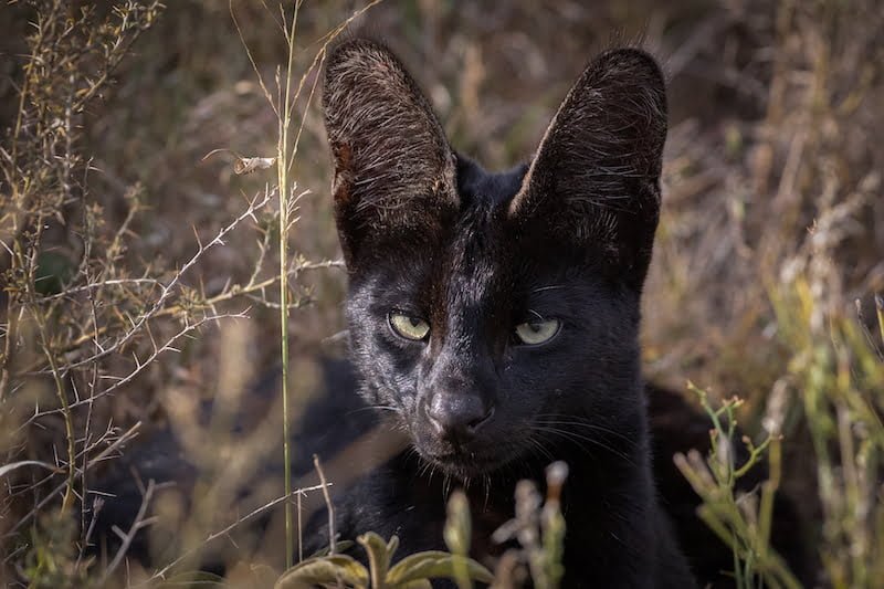 Tanzania