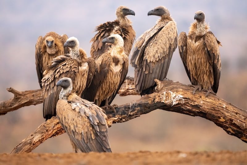South Africa